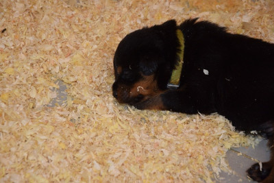 Les chiots de Rottweiler