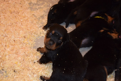Les chiots de Rottweiler