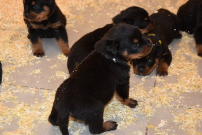 Les chiots de Rottweiler