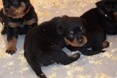 Les chiots de Rottweiler