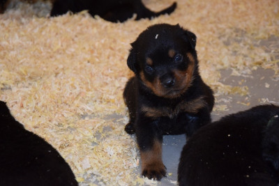 Les chiots de Rottweiler
