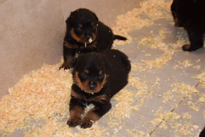 Les chiots de Rottweiler