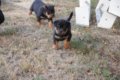 Les chiots de Rottweiler