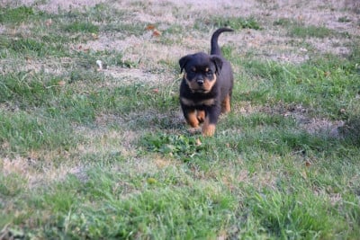 Les chiots de Rottweiler
