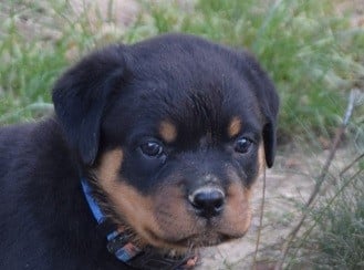 Les chiots de Rottweiler
