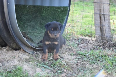 Les chiots de Rottweiler