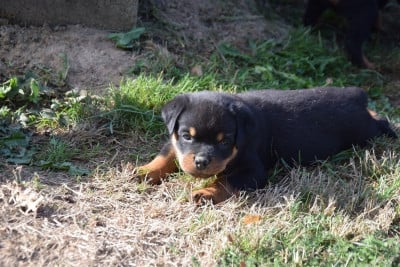 Les chiots de Rottweiler