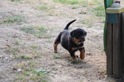 Les chiots de Rottweiler