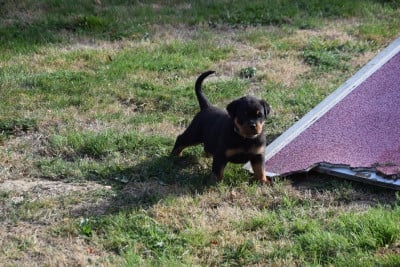 Les chiots de Rottweiler