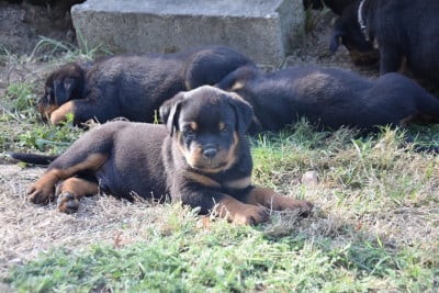 Les chiots de Rottweiler