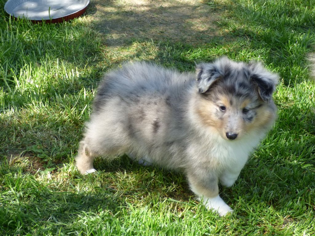 Chiot Elevage Des Doudous De La Grave Eleveur De Chiens Shetland Sheepdog