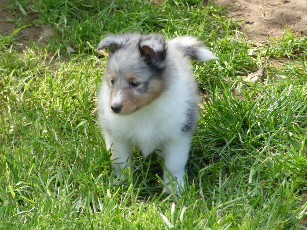 Chiot Elevage Des Doudous De La Grave Eleveur De Chiens Shetland Sheepdog