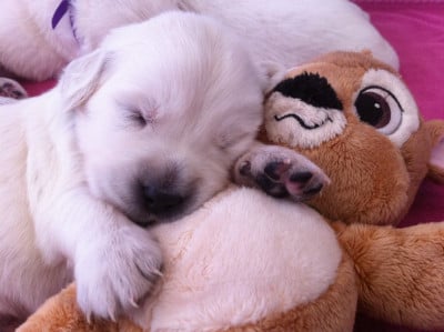 Les chiots de Golden Retriever