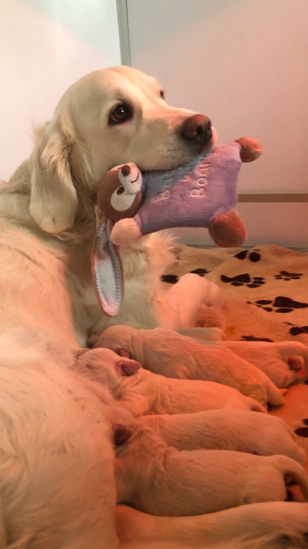 Golden Retriever - Du Pays Des Neiges Eternelles