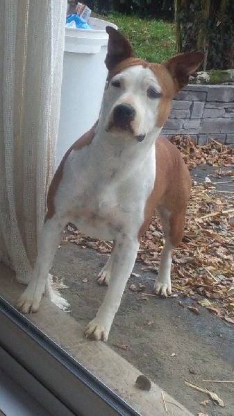 Publication : Hardstone's