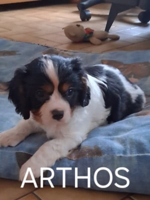 Les chiots de Cavalier King Charles Spaniel