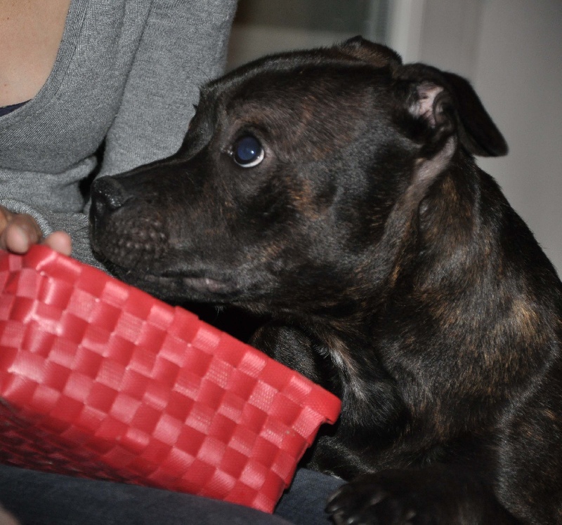 Publication : Dandy's Roots Auteur : Emmanuel LUC