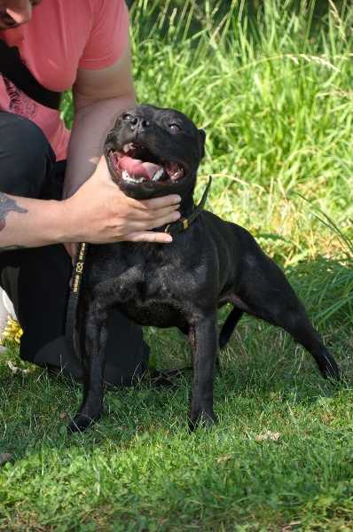 Publication : Dandy's Roots