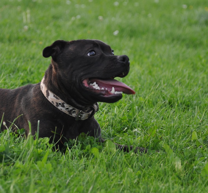 Publication : Dandy's Roots Auteur : Emmanuel LUC