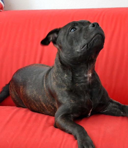 Publication : Dandy's Roots Auteur : Emmanuel LUC