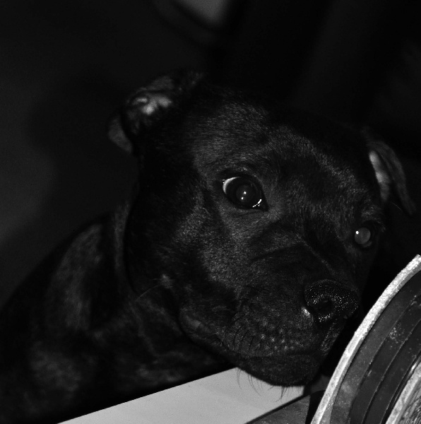 Publication : Dandy's Roots Auteur : Emmanuel LUC