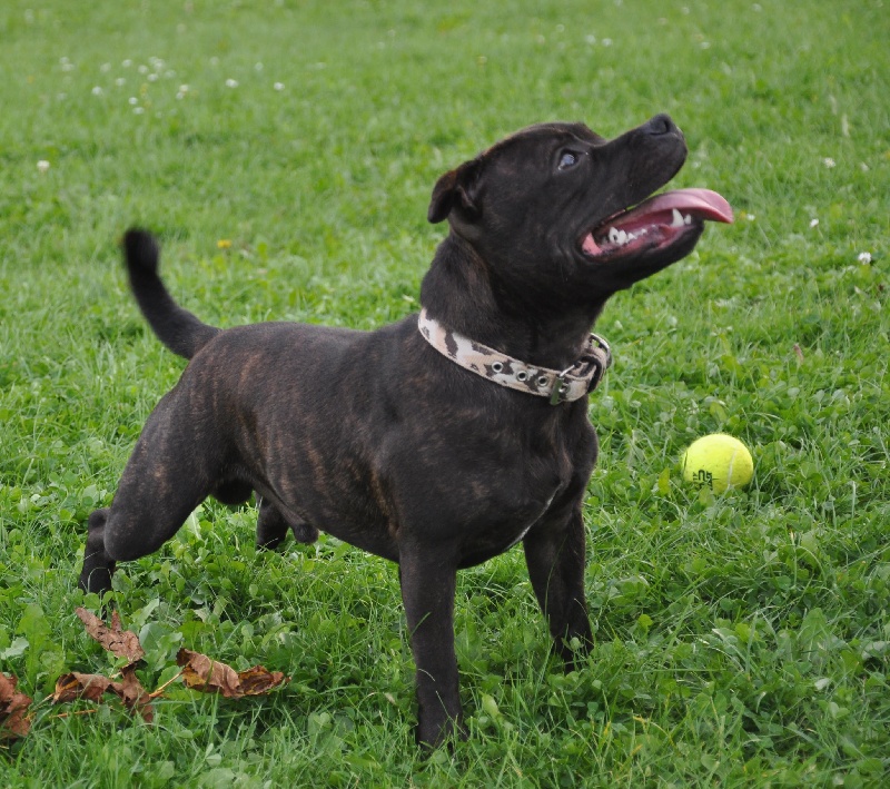 Publication : Dandy's Roots Auteur : Emmanuel LUC