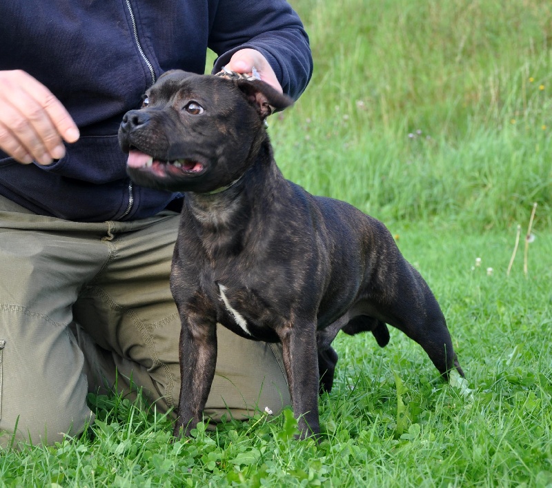 Publication : Dandy's Roots Auteur : Emmanuel LUC