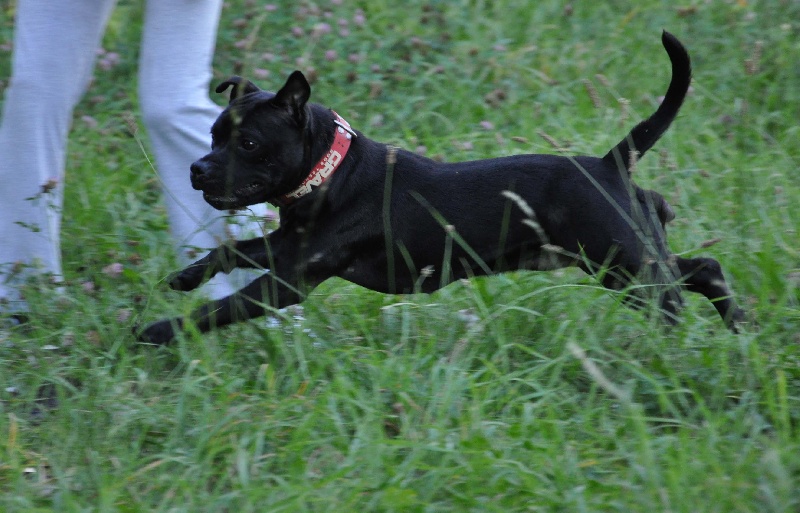 Publication : Dandy's Roots