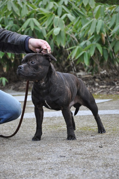 Publication : Dandy's Roots Auteur : Emmanuel LUC