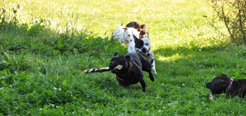 Publication : Dandy's Roots