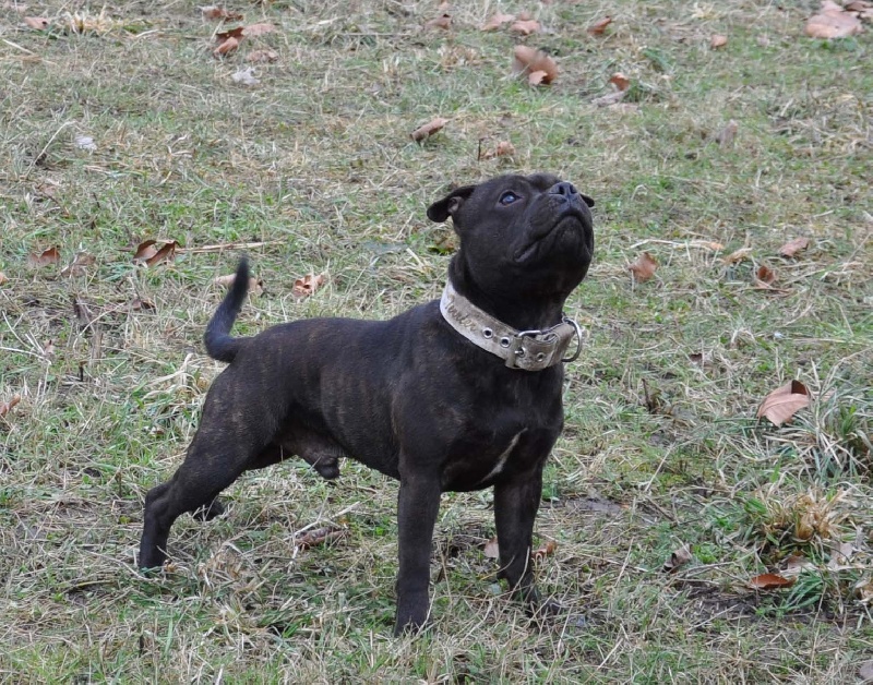 Publication : Dandy's Roots Auteur : Emmanuel LUC