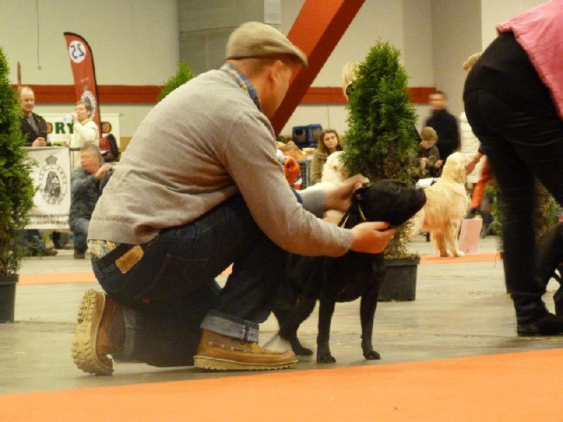 Dandy's Roots Glory family - Excellent non classée / classe Jeune