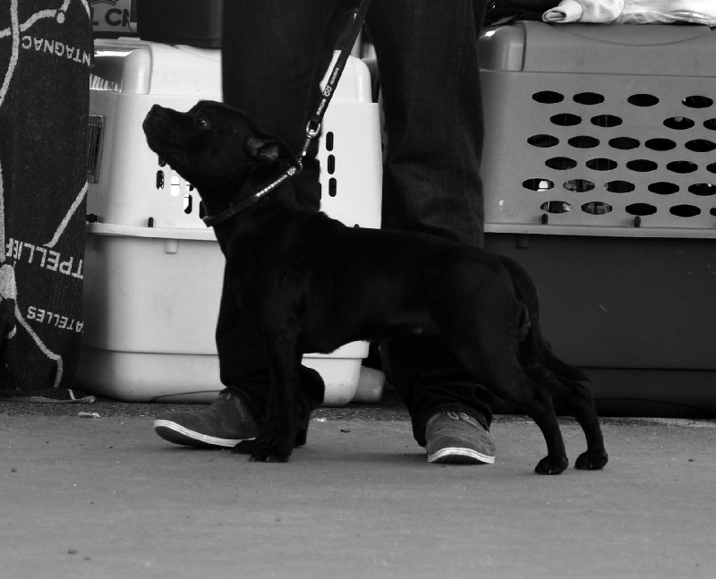 Dandy's Roots Glory family - Très prometteur