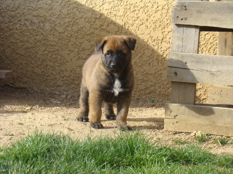 Publication : Des Merveilles De Saint Roch