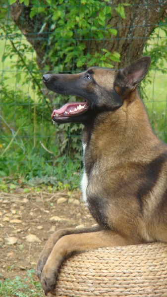 Publication : Des Merveilles De Saint Roch