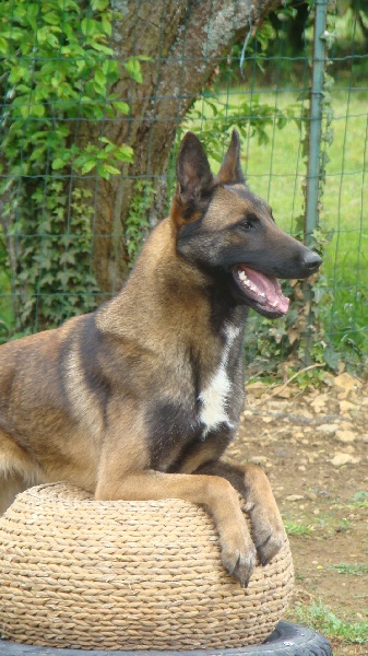 Publication : Des Merveilles De Saint Roch