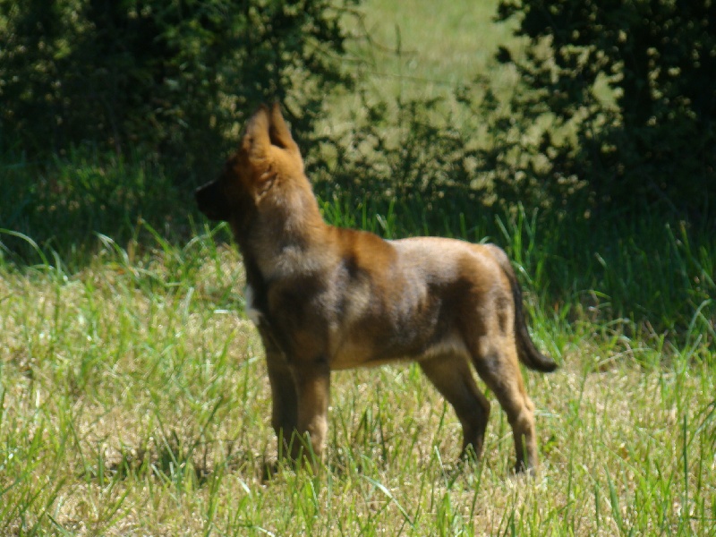 Publication : Des Merveilles De Saint Roch