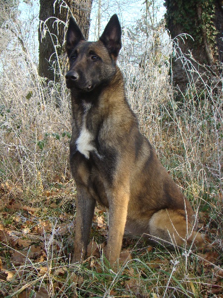 Publication : Des Merveilles De Saint Roch