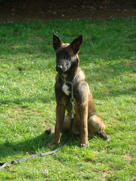 Publication : Des Merveilles De Saint Roch