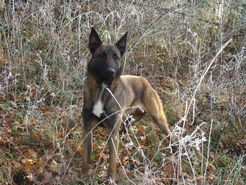 Publication : Des Merveilles De Saint Roch