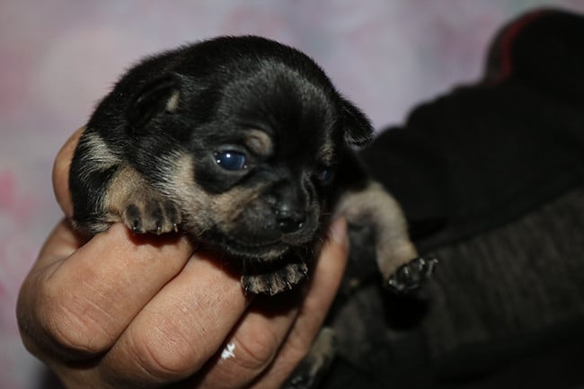 Chihuahua - Des Dragons Maya