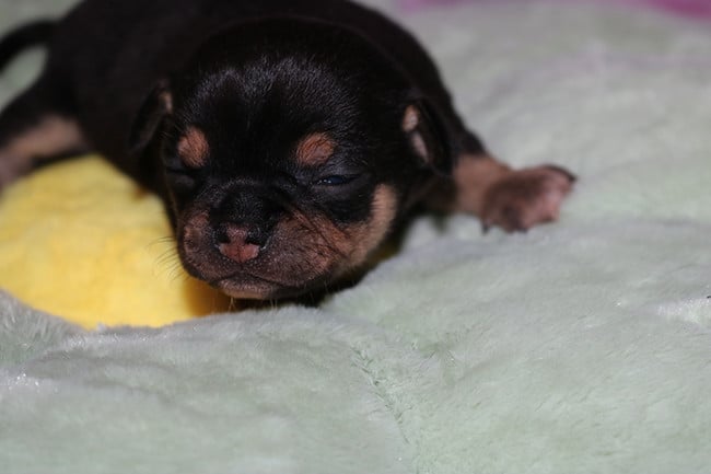 Chihuahua - Des Dragons Maya