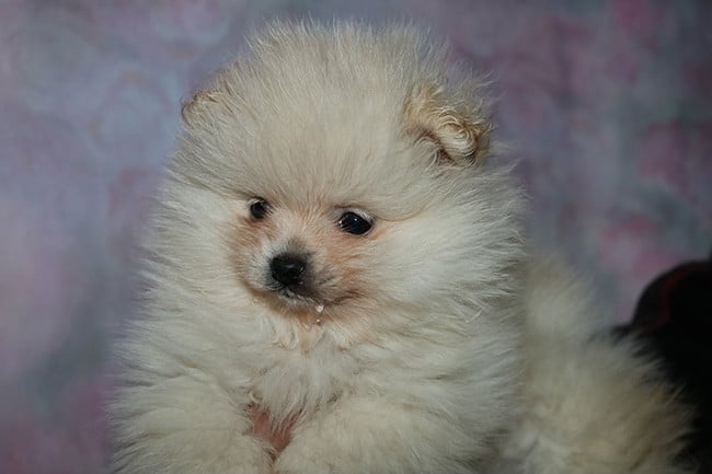 Spitz allemand - Des Dragons Maya