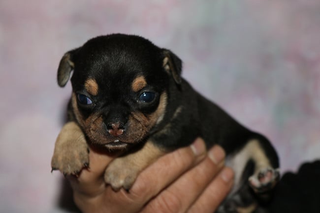 Chihuahua - Des Dragons Maya