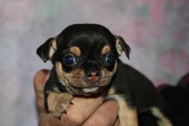 Chihuahua - Des Dragons Maya