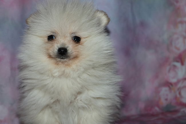 Spitz allemand - Des Dragons Maya