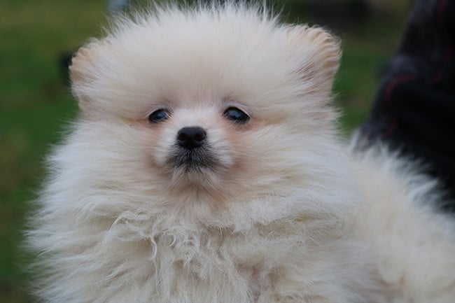 Spitz allemand - Des Dragons Maya