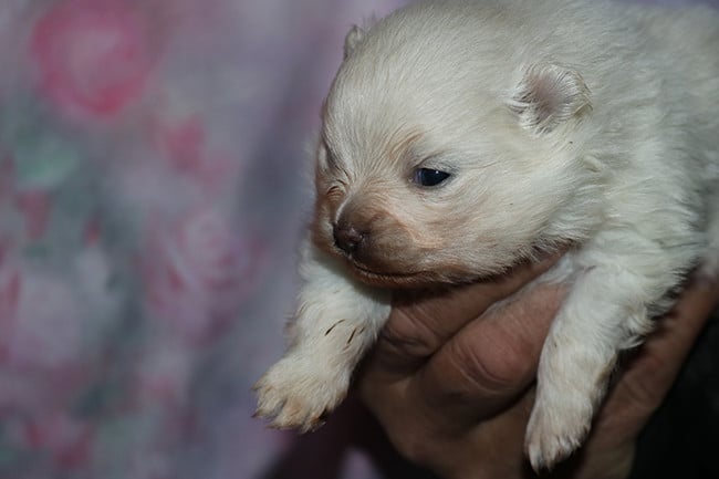 Spitz allemand - Des Dragons Maya