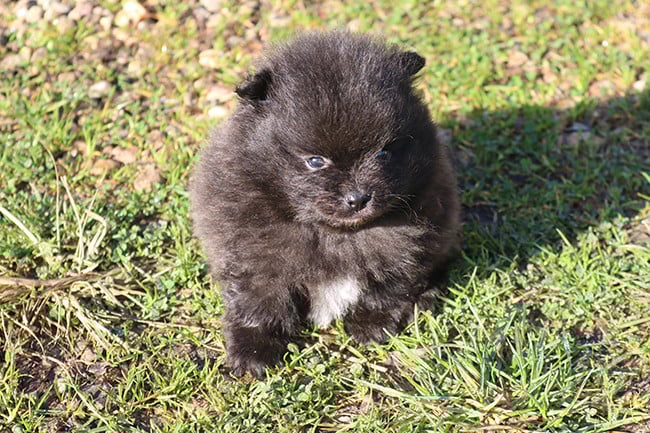 Spitz allemand - Des Dragons Maya