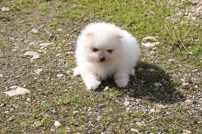 Spitz allemand - Des Dragons Maya